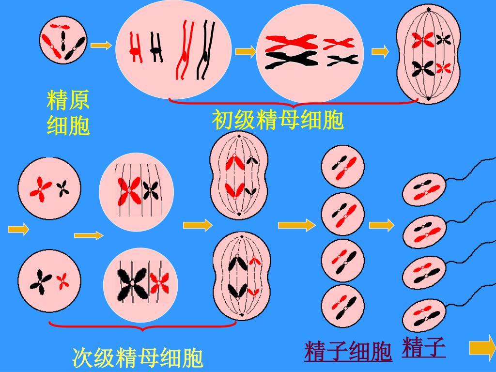 南阳做借卵二代供卵试管成功实例做借卵私立供卵试管成功经验全面分享