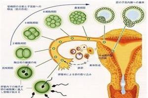 化学做供卵试管清洗标准